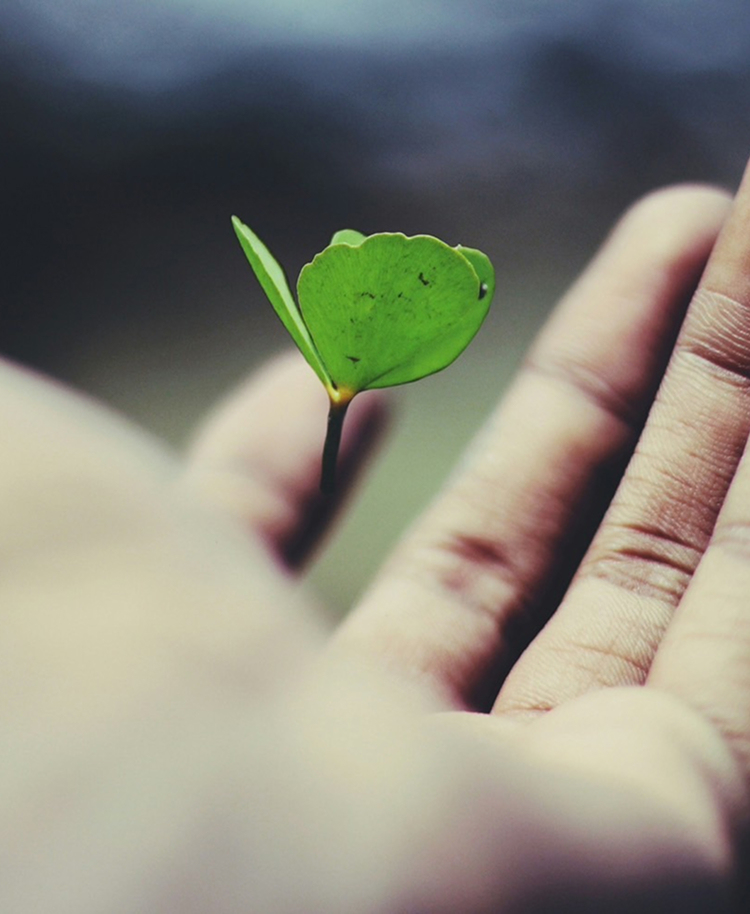 手の平にクローバーがある様子